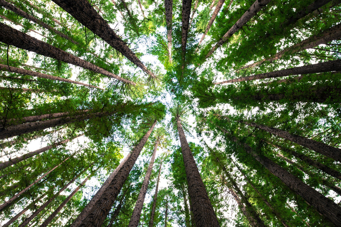 The Life Of The Tree