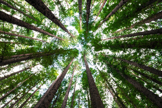 The Life Of The Tree